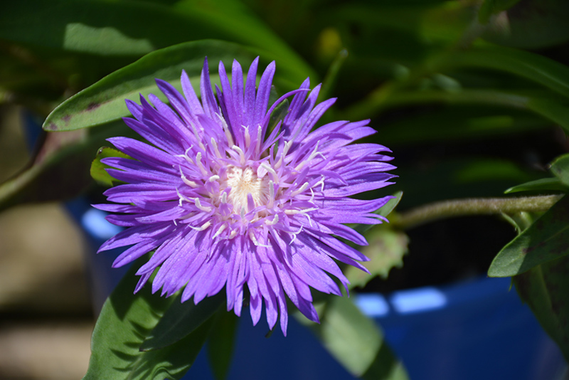 Honeysong Purple Aster (Stokesia laevis 'Honeysong Purple') at Plants Unlimited