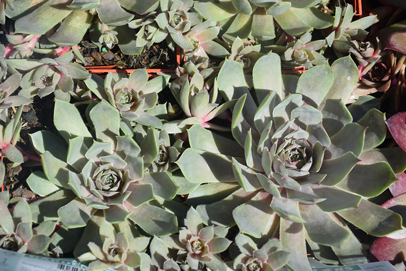 Pacific Blue Ice Hens And Chicks (Sempervivum 'Pacific Blue Ice') at Plants Unlimited