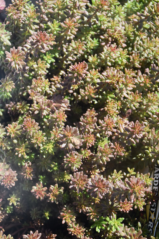 Coral Carpet Stonecrop (Sedum album 'Coral Carpet') at Plants Unlimited