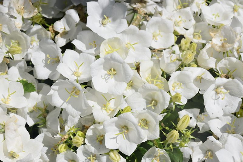 Pearl White Bellflower (Campanula carpatica 'Pearl White') at Plants Unlimited