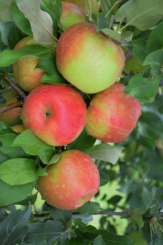 Honeycrisp Apple (Malus 'Honeycrisp') at Plants Unlimited