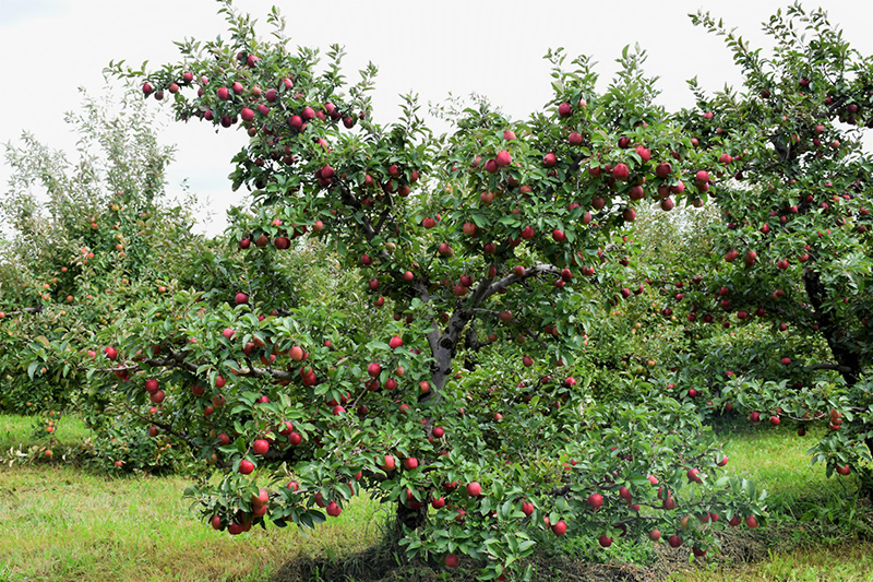Red Delicious Apple (Malus 'Red Delicious') at Plants Unlimited