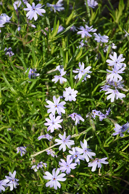 Spring Blue Moss Phlox (Phlox subulata 'Barsixtynine') at Plants Unlimited