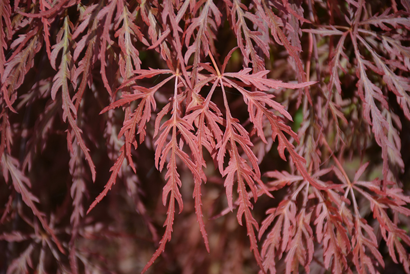 Red Select Japanese Maple (Acer palmatum 'Red Select') at Plants Unlimited