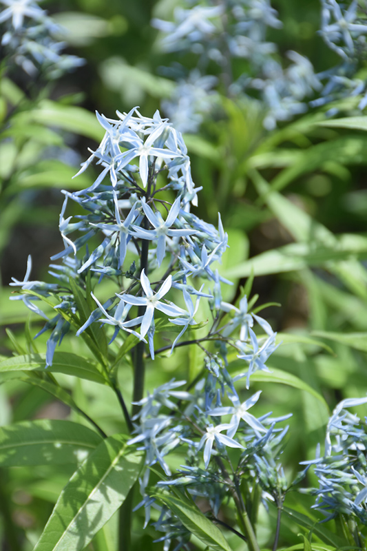Narrow-Leaf Blue Star (Amsonia hubrichtii) at Plants Unlimited