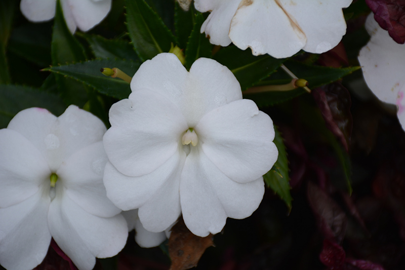 SunPatiens Compact White New Guinea Impatiens (Impatiens 'SunPatiens Compact White') at Plants Unlimited