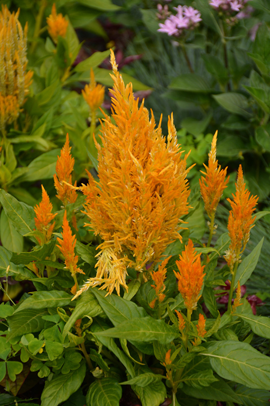 Fresh Look Yellow Celosia (Celosia 'Fresh Look Yellow') at Plants Unlimited