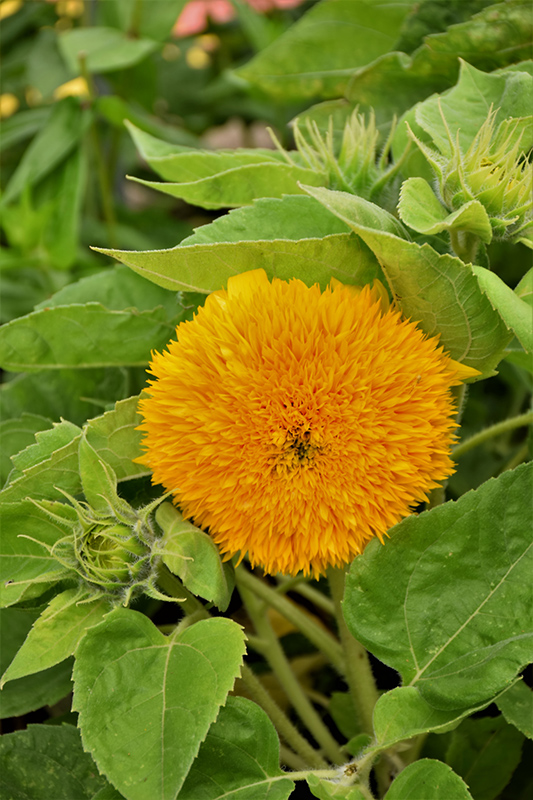 Teddy Bear Annual Sunflower (Helianthus annuus 'Teddy Bear') at Plants Unlimited