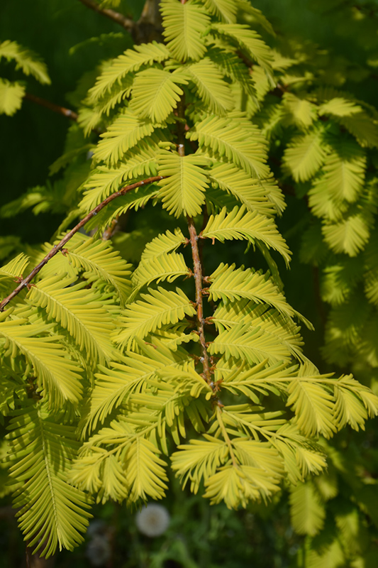 Gold Rush Dawn Redwood (Metasequoia glyptostroboides 'Gold Rush') at Plants Unlimited