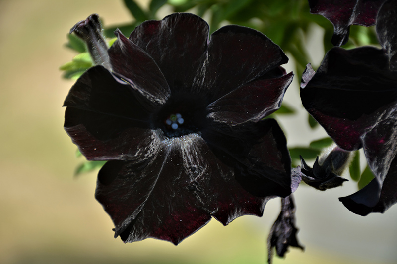 Crazytunia Black Mamba Petunia (Petunia 'Crazytunia Black Mamba') at Plants Unlimited