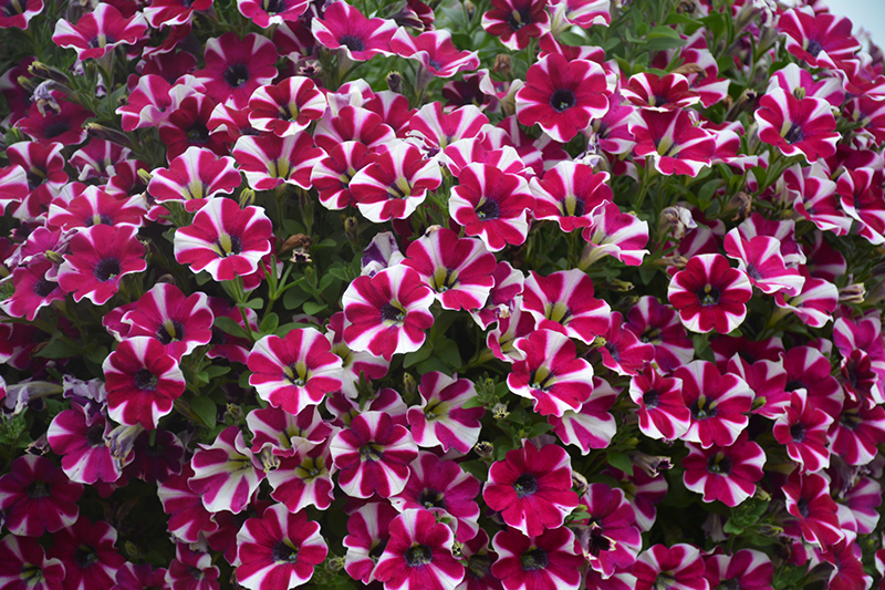 Cascadias Bicolor Cabernet Petunia (Petunia 'Cascadias Bicolor Cabernet') at Plants Unlimited
