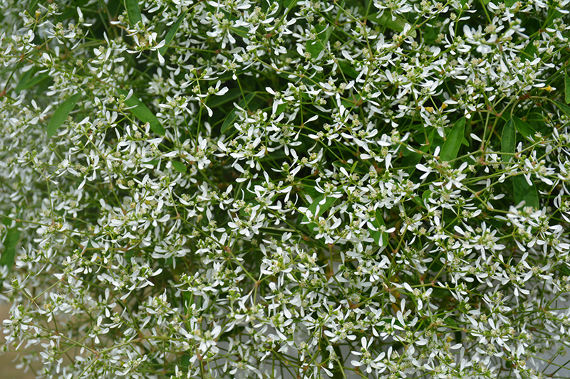 Diamond Frost Euphorbia (Euphorbia 'INNEUPHDIA') at Plants Unlimited