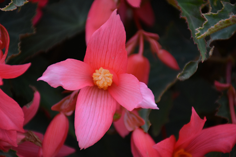 Bossa Nova Pink Glow Begonia (Begonia boliviensis 'Bossa Nova Pink Glow') at Plants Unlimited
