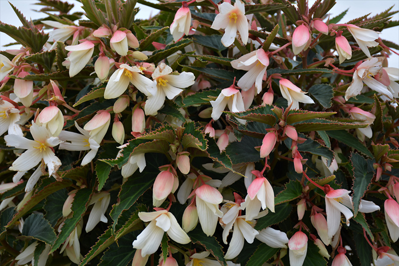 Bossa Nova Pure White Begonia (Begonia boliviensis 'Bossa Nova Pure White') at Plants Unlimited