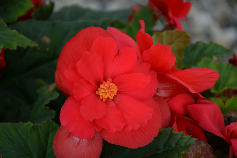 Nonstop Red Begonia (Begonia 'Nonstop Red') at Plants Unlimited