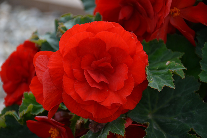 Nonstop Deep Red Begonia (Begonia 'Nonstop Deep Red') at Plants Unlimited