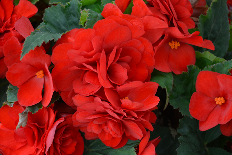 Nonstop Deep Red Begonia (Begonia 'Nonstop Deep Red') at Plants Unlimited