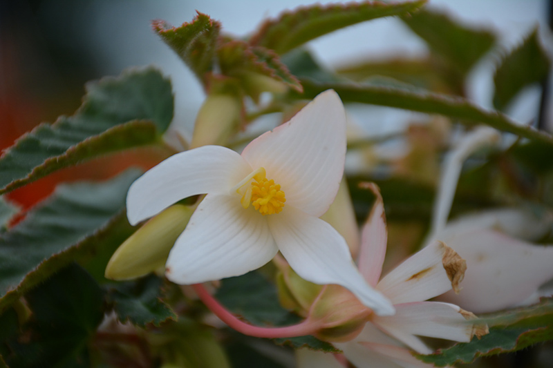 Waterfall Encanto White Begonia (Begonia boliviensis 'Encanto White') at Plants Unlimited