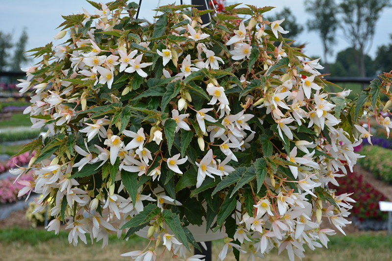 Waterfall Encanto White Begonia (Begonia boliviensis 'Encanto White') at Plants Unlimited