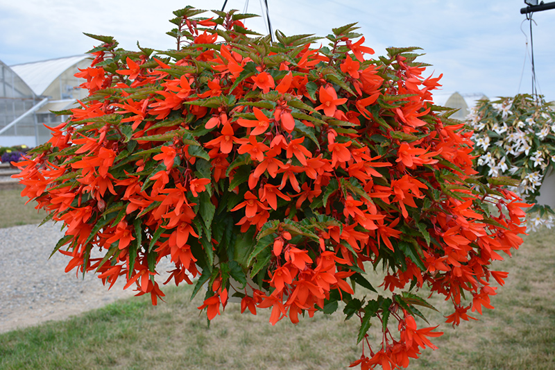 Waterfall Encanto Orange Begonia (Begonia boliviensis 'Encanto Orange') at Plants Unlimited