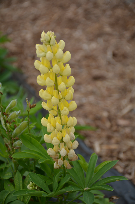 Lupini Yellow Shades Lupine (Lupinus polyphyllus 'Lupini Yellow Shades') at Plants Unlimited