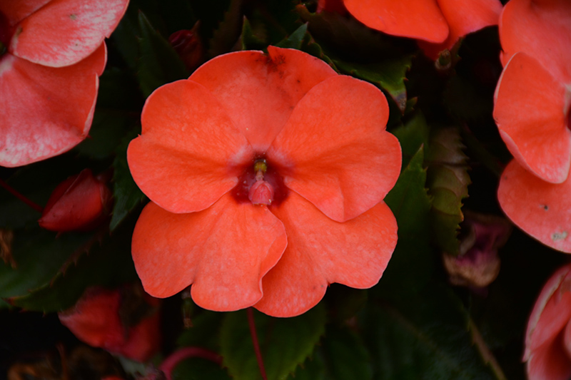 SunPatiens Compact Hot Coral New Guinea Impatiens (Impatiens 'SunPatiens Compact Hot Coral') at Plants Unlimited