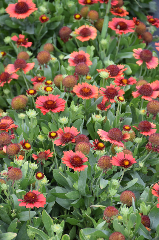Spintop Red Blanket Flower (Gaillardia aristata 'Spintop Red') at Plants Unlimited