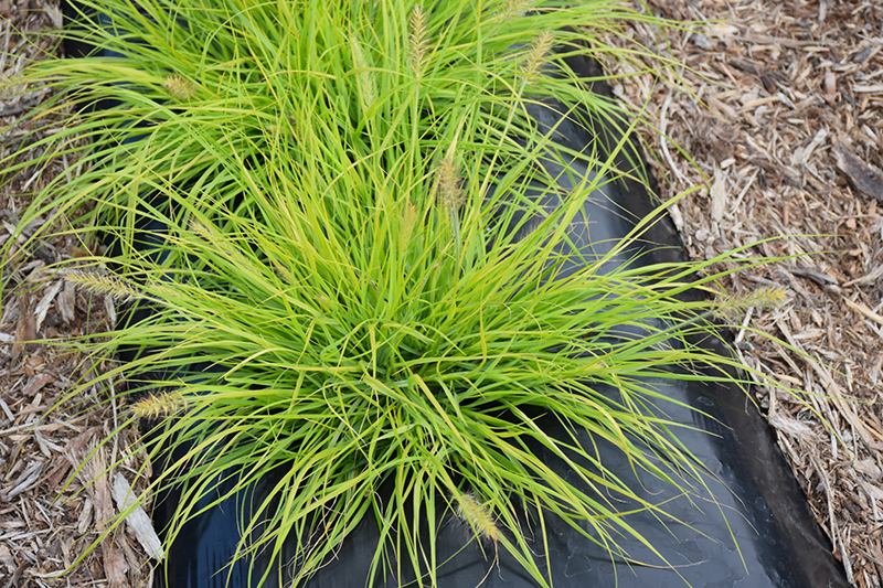 Lumen Gold Fountain Grass (Pennisetum alopecuroides 'JS Jommenik') at Plants Unlimited
