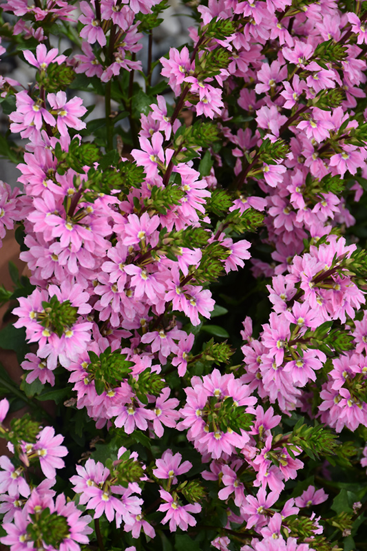 Whirlwind Pink Fan Flower (Scaevola aemula 'Whirlwind Pink') at Plants Unlimited