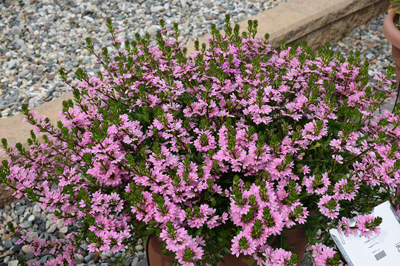 Whirlwind Pink Fan Flower (Scaevola aemula 'Whirlwind Pink') at Plants Unlimited
