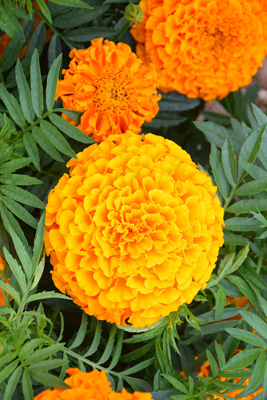 Taishan Orange Marigold (Tagetes erecta 'Taishan Orange') at Plants Unlimited