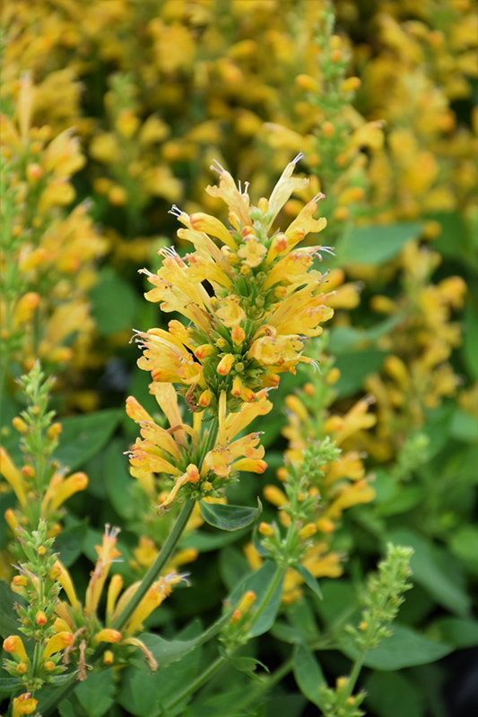 Poquito Butter Yellow Hyssop (Agastache 'TNGAPBY') at Plants Unlimited