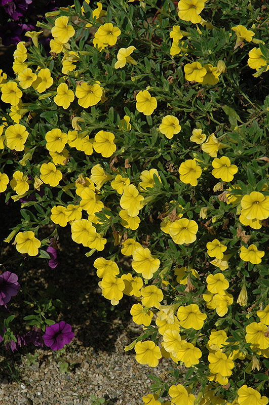 Callie Deep Yellow Calibrachoa (Calibrachoa 'Callie Deep Yellow') at Plants Unlimited