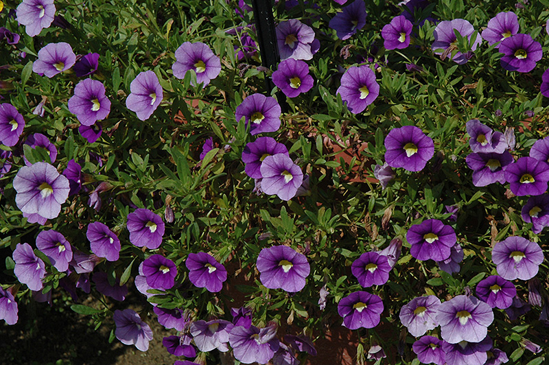 Callie Light Blue Calibrachoa (Calibrachoa 'Callie Light Blue') at Plants Unlimited