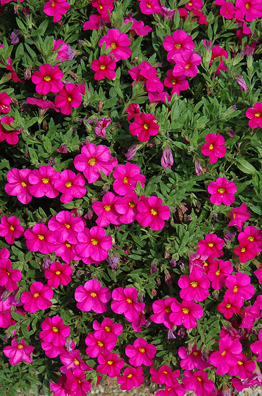 Callie Rose Calibrachoa (Calibrachoa 'Callie Rose') at Plants Unlimited