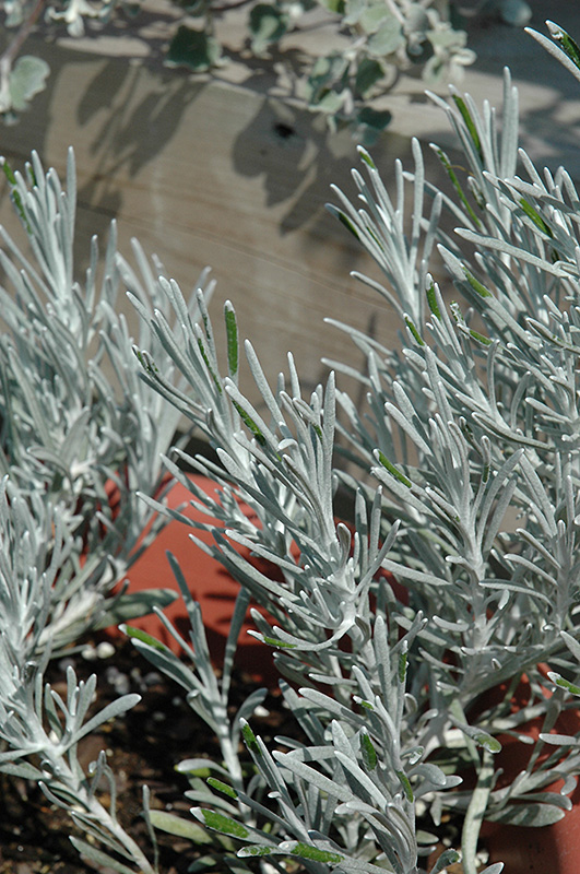 Icicles Licorice Plant (Helichrysum thianschanicum 'Icicles') at Plants Unlimited
