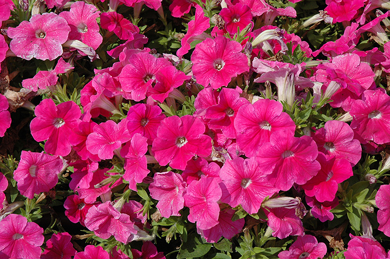 Pretty Flora Pink Petunia (Petunia 'Pretty Flora Pink') at Plants Unlimited