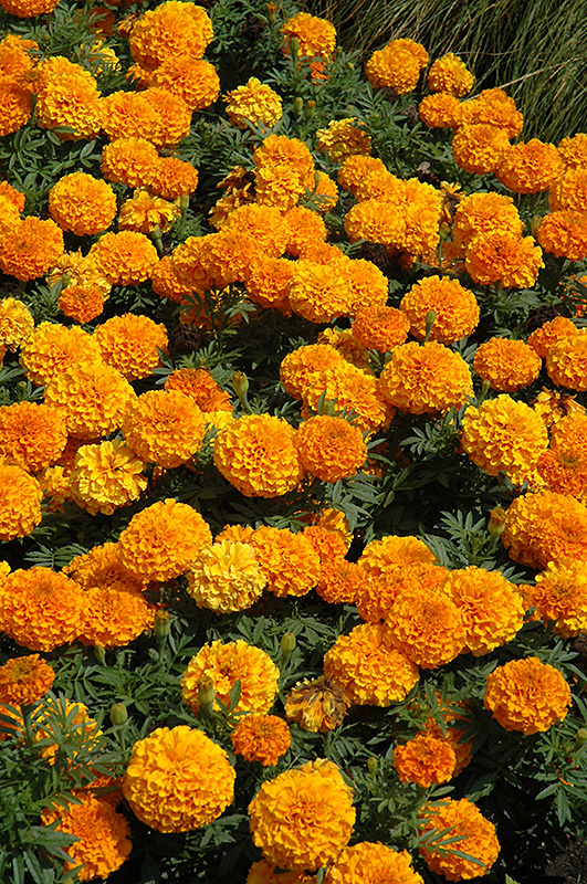 Taishan Orange Marigold (Tagetes erecta 'Taishan Orange') at Plants Unlimited