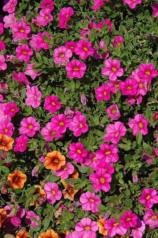 Superbells Pink Calibrachoa (Calibrachoa 'USCALI11') at Plants Unlimited