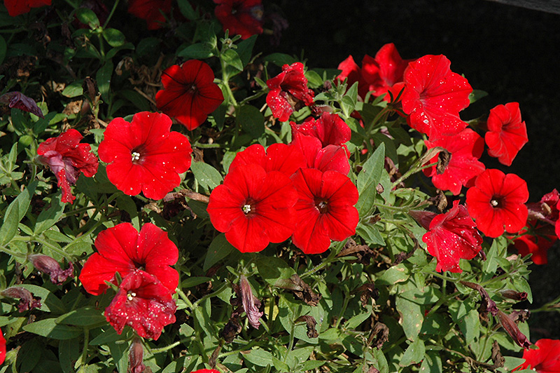 Surfinia Deep Red Petunia (Petunia 'Surfinia Deep Red') at Plants Unlimited