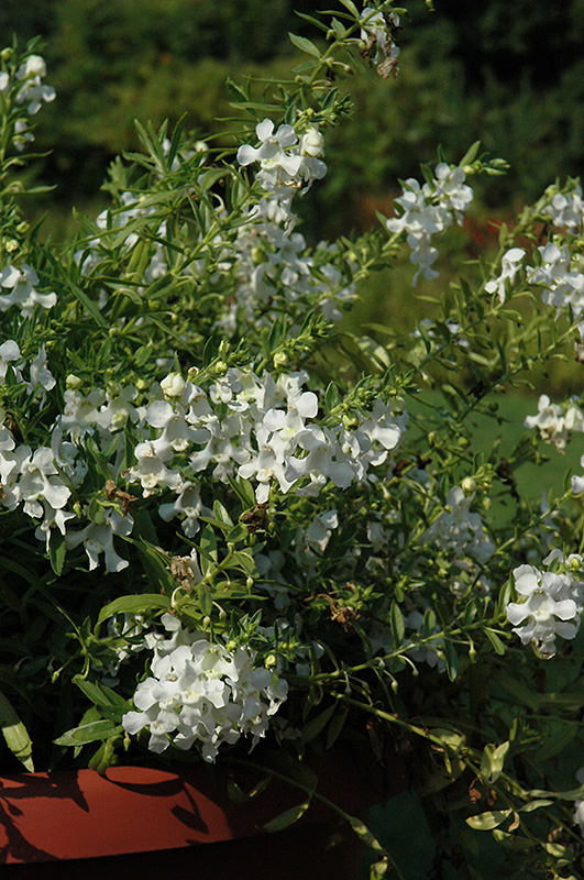 Carita Cascade White Angelonia (Angelonia angustifolia 'Carita Cascade White') at Plants Unlimited