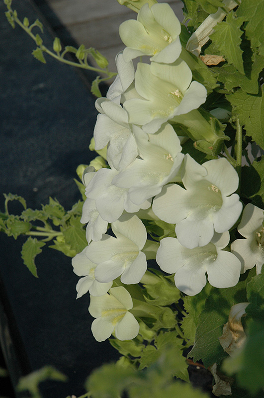 Lofos White Creeping Gloxinia (Lophospermum 'Lofos White') at Plants Unlimited
