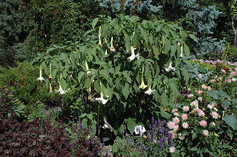 White Angel's Trumpet (Brugmansia candida) at Plants Unlimited