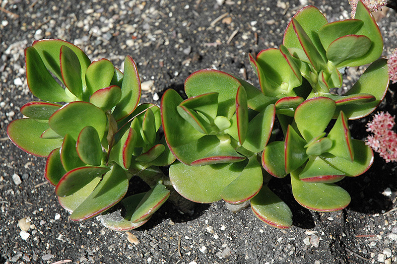 Flapjacks Kalanchoe (Kalanchoe thyrsiflora 'Flapjacks') at Plants Unlimited