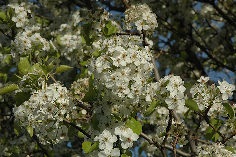 Cleveland Select Ornamental Pear (Pyrus calleryana 'Cleveland Select') at Plants Unlimited