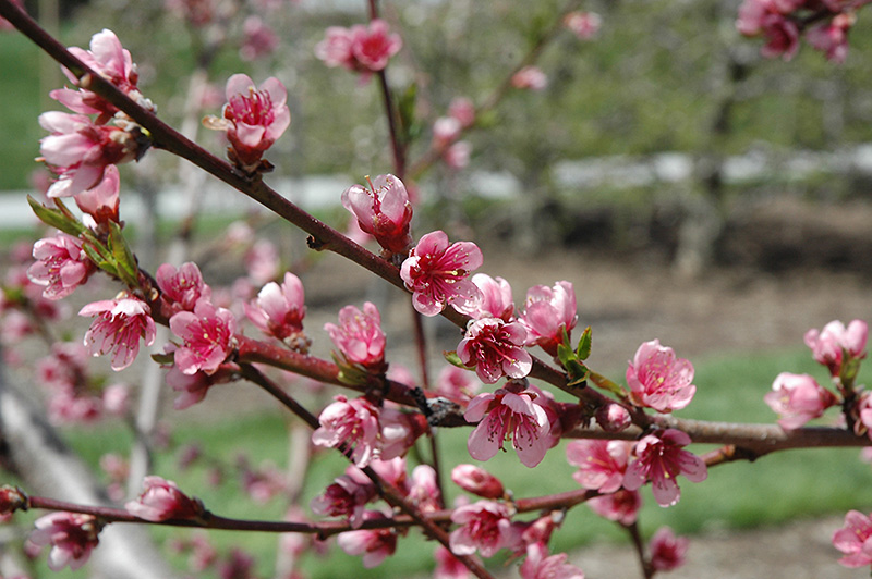 Reliance Peach (Prunus persica 'Reliance') at Plants Unlimited