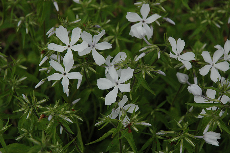 May Breeze Phlox (Phlox divaricata 'May Breeze') at Plants Unlimited