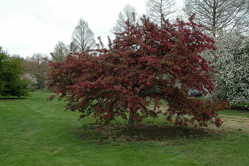 Indian Magic Flowering Crab (Malus 'Indian Magic') at Plants Unlimited