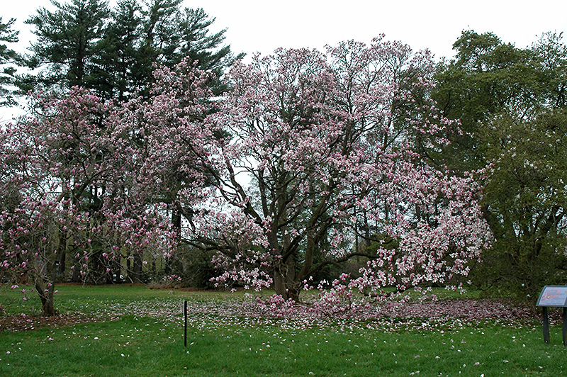 Verbanica Saucer Magnolia (Magnolia x soulangeana 'Verbanica') at Plants Unlimited