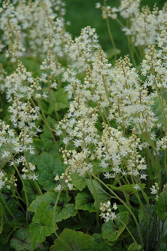 Brandywine Foamflower (Tiarella 'Brandywine') at Plants Unlimited